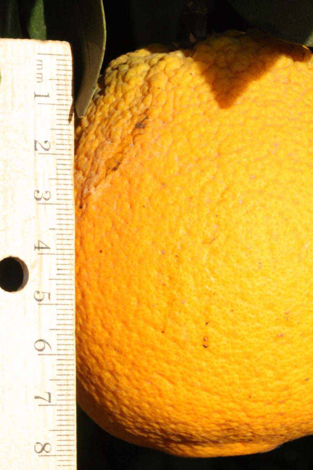            Fruit (Riverside, CA)   